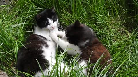 Cats Lawn Animals Black And White Nature Natural