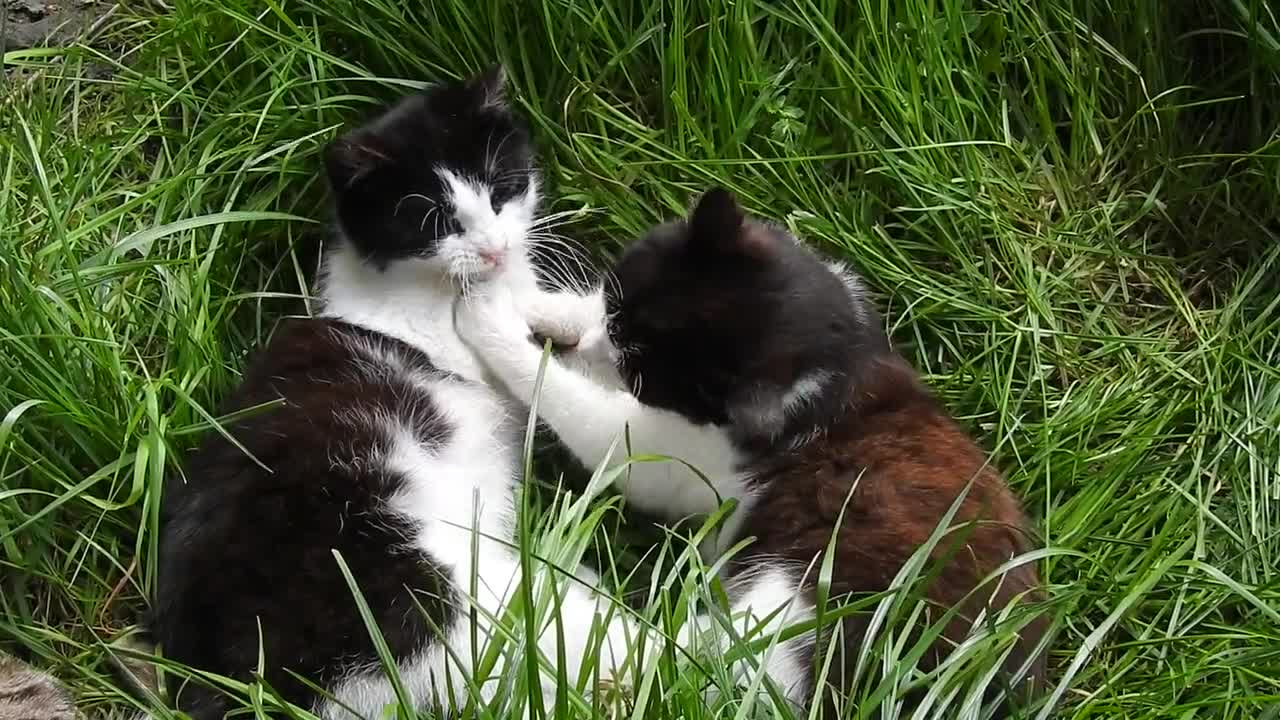 Cats Lawn Animals Black And White Nature Natural