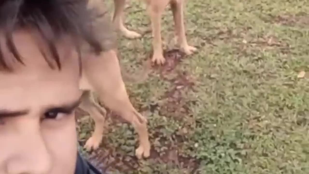 very funny cat and dogs compilation/😂😂😂😂😂😂😂/ #short