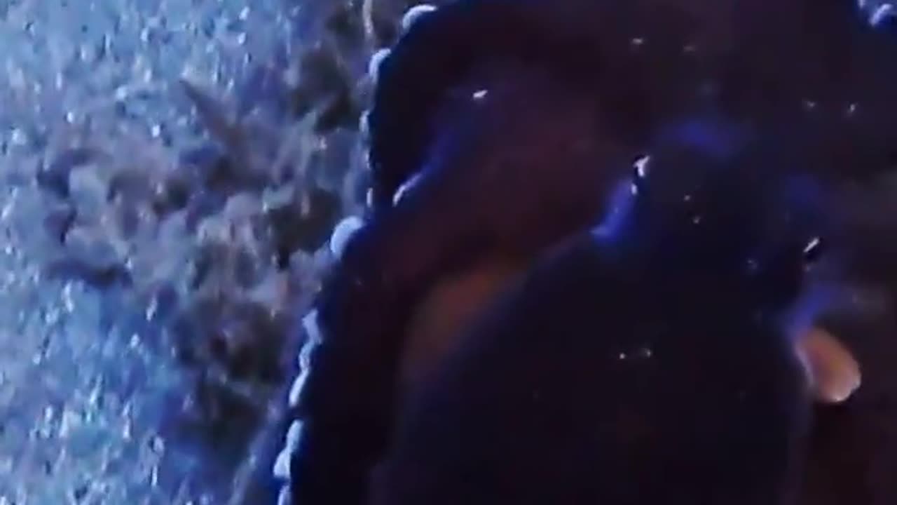 Octopus Animals Videos For Kids