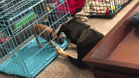 Driver and Atlas playing.