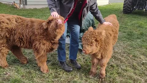 Highland Heifers