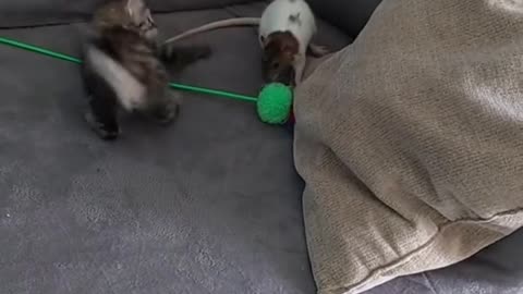 Tom & Jerry 😂😆
