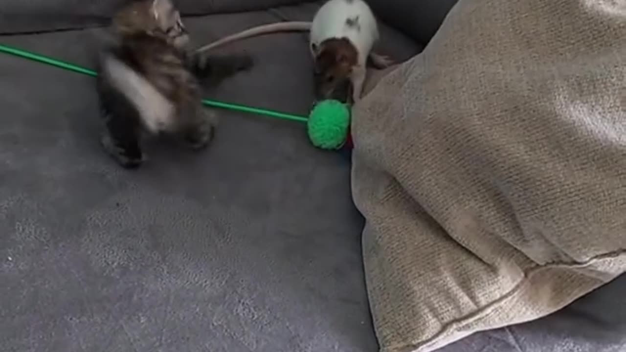 Tom & Jerry 😂😆