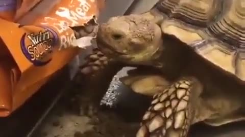 Tortoise Tears Open Pet Food Bag In Store
