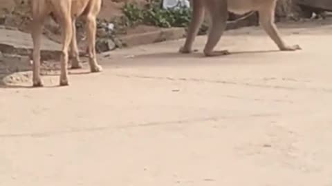 Monkey🐒 and Dog 🐕Funny Video