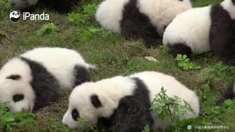 Receive a baby panda with your ID card
