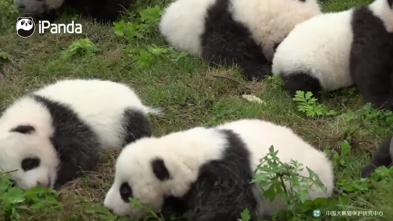 Receive a baby panda with your ID card