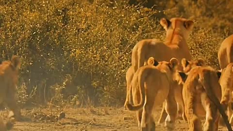 Wildlife with a natural perspective & Funs