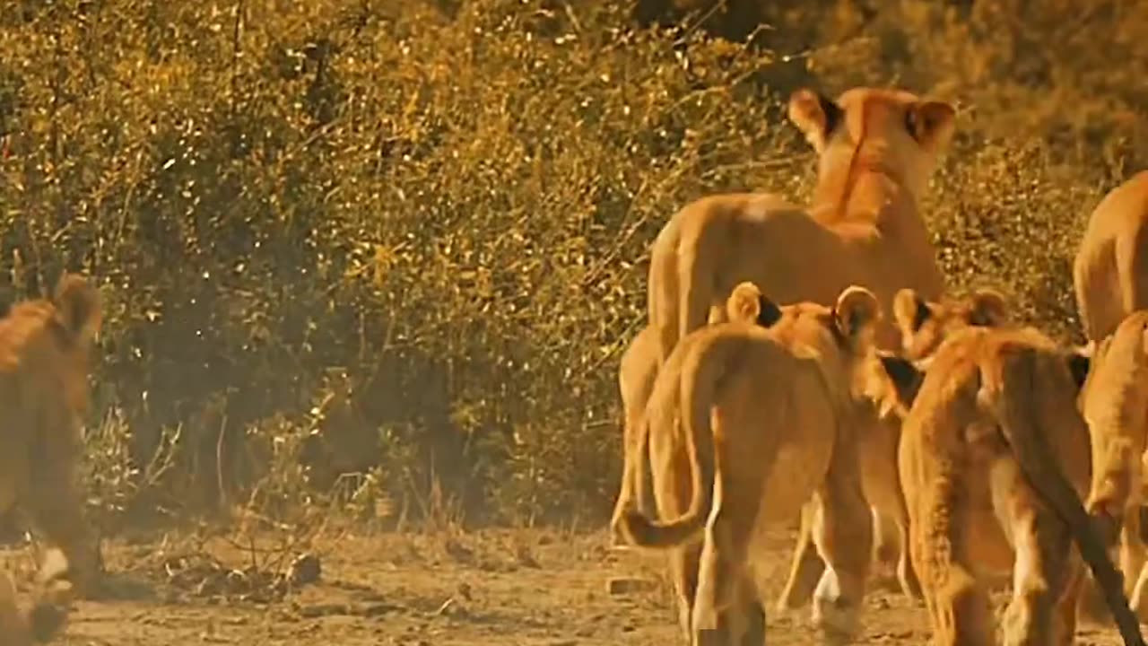 Wildlife with a natural perspective & Funs