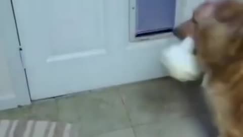 Easy thing to teach your new puppy