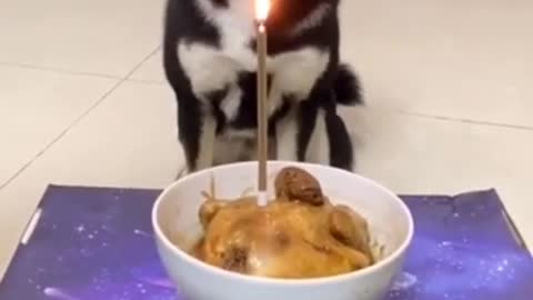 Cute and funny Dog 103