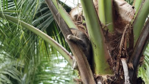 A small cat looking or hunting for lizard or geco on top of a coconut tree