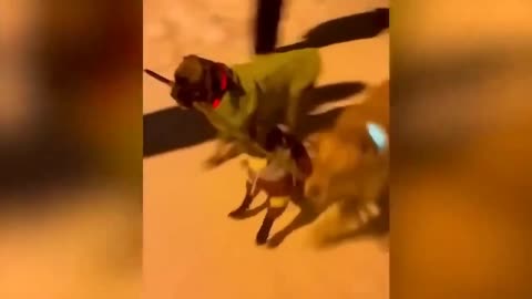 Best Funny animal videos | Relax with cute animal videos.