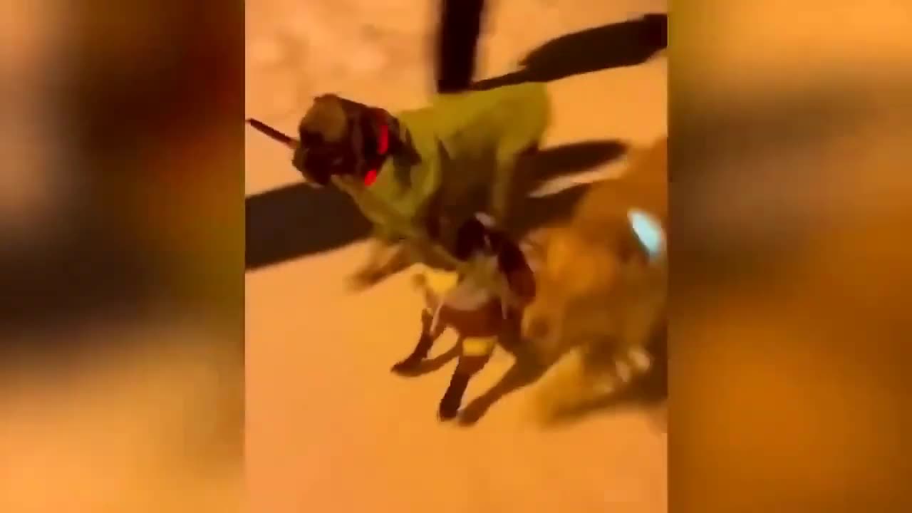 Best Funny animal videos | Relax with cute animal videos.