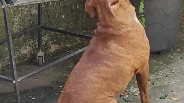 Dog and parrot playing