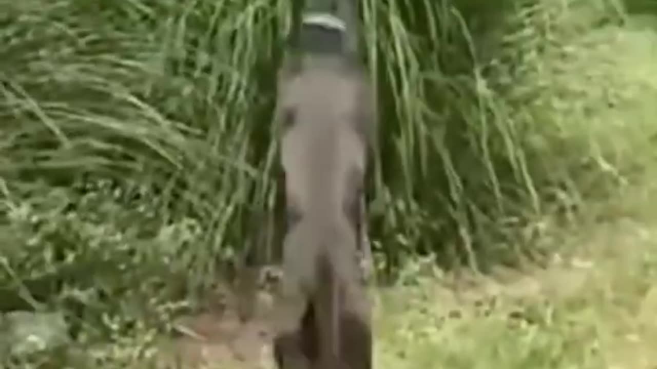 Animals Funny Video #shorts #cat #dog #hours #viral #love #indianarmy