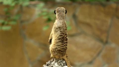 Meerkat in nature