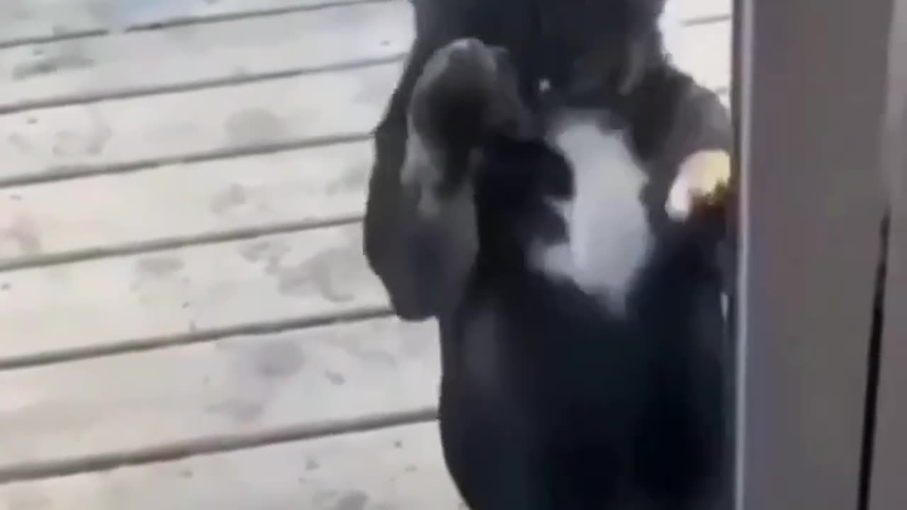 Funny pet dance πΆπΆππππ