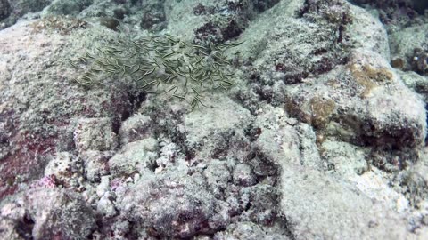 See how the saltwater milkfish swim together - no sound