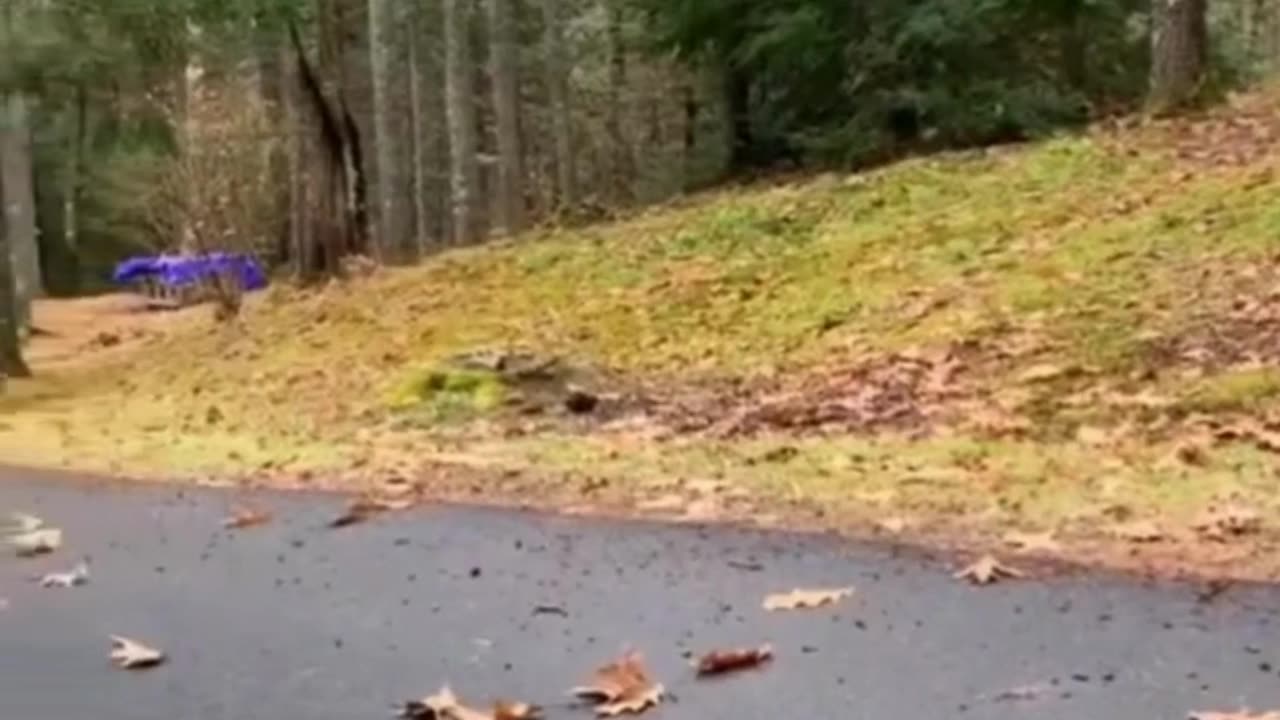 Funny Animals