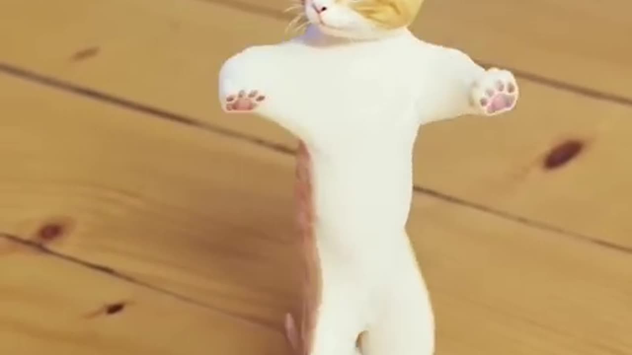 Cat 🐈😺 dance