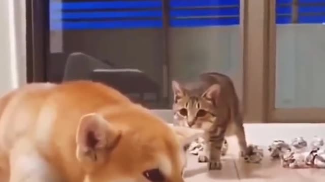 Kitten: Oh, it saw the unsuccessful sneak attack. I'd better pretend to pass by