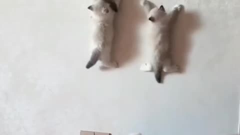 Spider cats 😳😳.