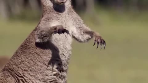 #2 Kangaroo Boxing Fight