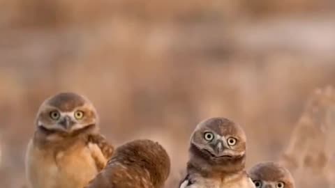 Check out this clubbin 🦉 dude's 😎 Part -3