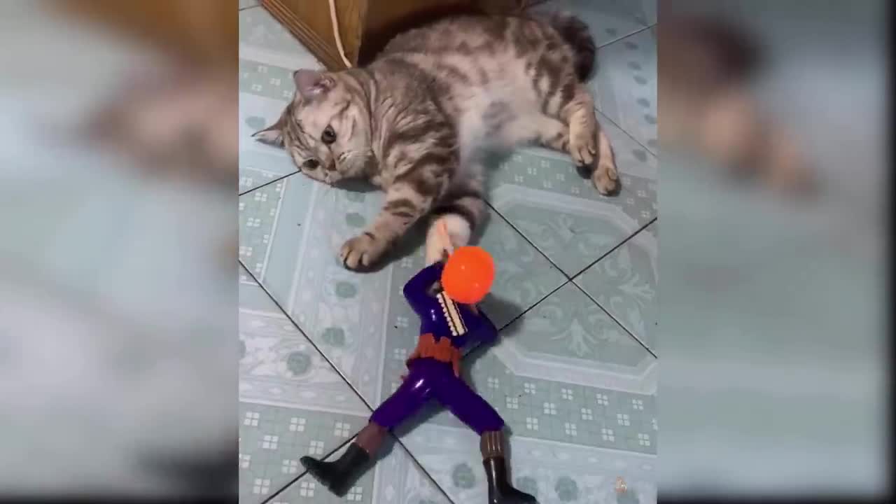 Cat Reaction to Playing Toy - Funny Cat Toy Reaction Compilation