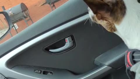 Princess does not like grills
