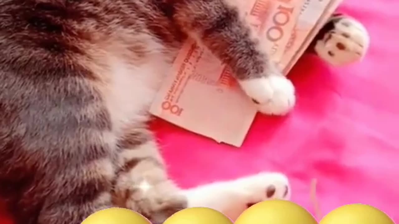 Funny cats loves money