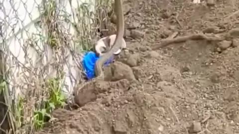 Snake Attacks on Little Puppies😱🥶