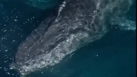 Big blue killer whale