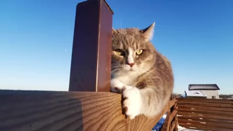 Cute cats