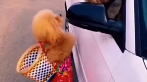 Watch this funny animal things