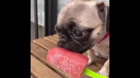 Funny Dogs