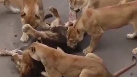 Female lion attacked male lion 🦁🥺🥺