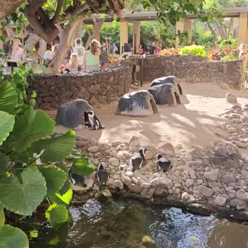 The Lahaina West Maui fire shot from Kaanapali August 8th 2023