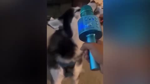 New Funny Videos 20223😂 Cutest animals Doing Funny Things.