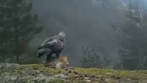 Golden eagle carrying a fox in heavy winds