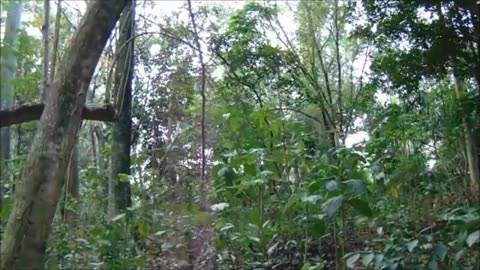 Awesome Forest Sounds - Sounds of Nature Indonesia