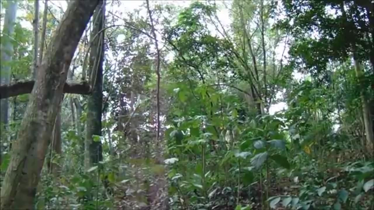 Awesome Forest Sounds - Sounds of Nature Indonesia