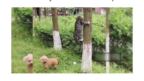Tom and Jerry catroon vs reality