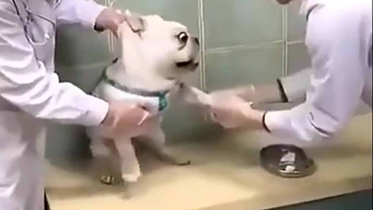 Injection time of animals