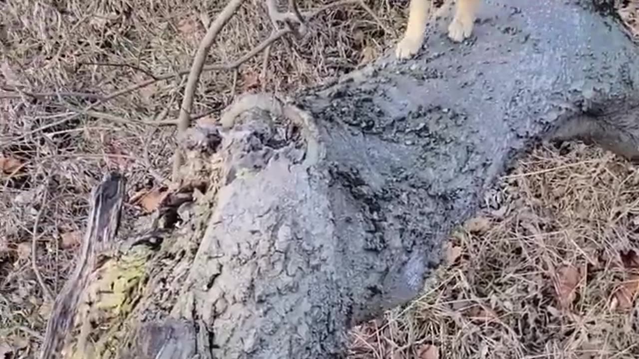 Deer Hunting