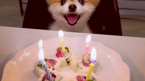 Cute little puppy celebrating birthdays