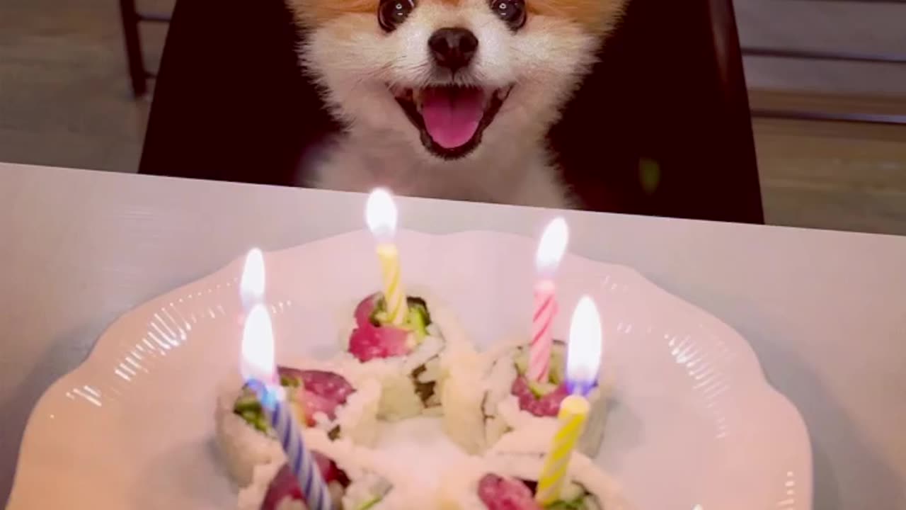 Cute little puppy celebrating birthdays