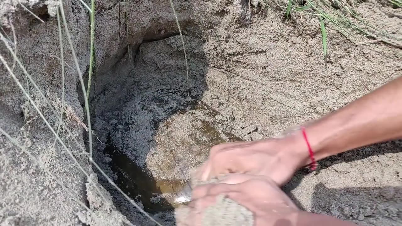 Finding Tortoise and Eggs in Soil Hole - Boy Searching Tortois